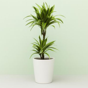 Dracaena Lemon Lime