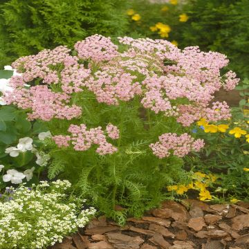 Achillea millefolium Pink